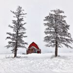 The iconic Red Barn With Two Trees in the RM of Bratt’s Lake No. 129